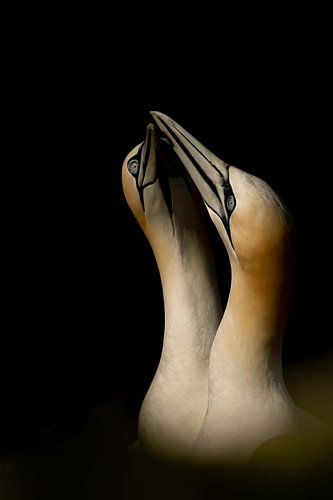 Jan van Gent (Tegenlicht)