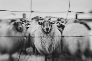 Majestic Sheep in Winter Landscape by Mijke Bressers