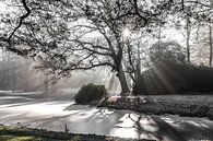 lichtstralen door de bomen by Willy Sybesma thumbnail