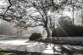 lichtstralen door de bomen by Willy Sybesma