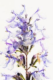 Catnip in ice 3 by Marc Heiligenstein