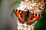 Dagpauwoog vlinder  van Edwin Teuben thumbnail