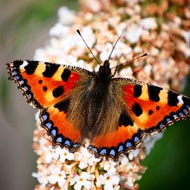 Dagpauwoog vlinder  van Edwin Teuben