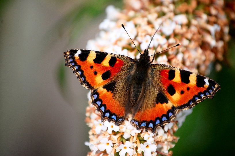 Dagpauwoog vlinder  van Edwin Teuben