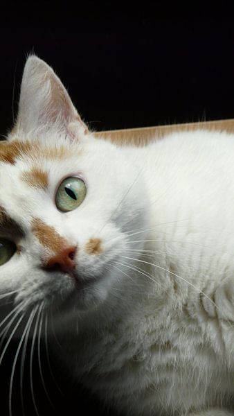 Kat close-up by Cassandra Benedick