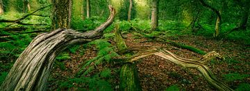 A stunning panoramic photo of a primeval forest