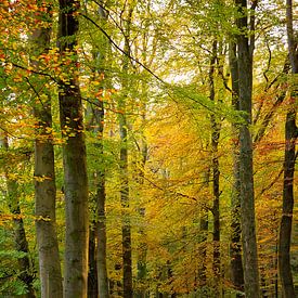 Forêt d'automne sur Ema Erkens