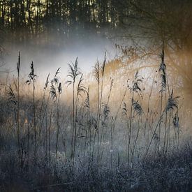 Rietstengels in de goudenmist van G-spot of nature
