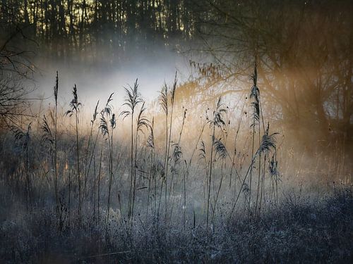 Rietstengels in de goudenmist