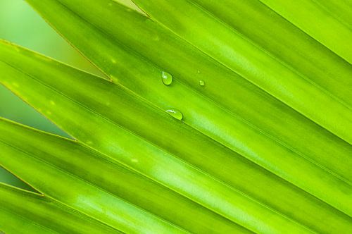 Groen tropisch blad met waterdruppels