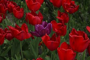 Fleur de tulipe sur Mila van Pijkeren