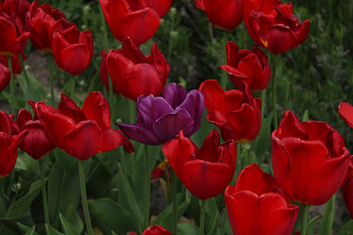 Tulpenblume