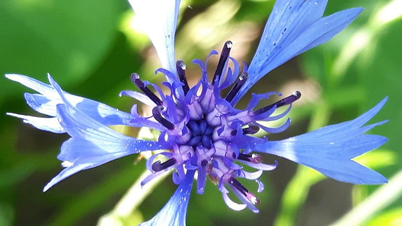 Bloem by Gerhilde Mulder