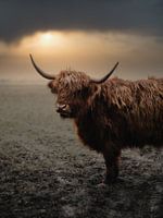 Schottischer Highlander mit dramatischem Himmel