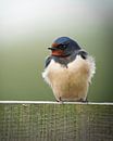 Peasant Swallow by Tom Zwerver thumbnail
