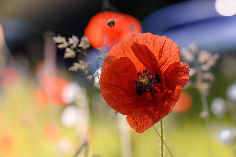 Klaproos in tegenlicht van Kurt Krause