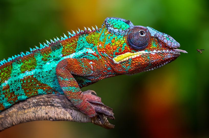 Chasseur caché : l'art du camouflage du caméléon par Patrick Stolwijk