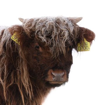 Schotse Hooglander kalf van PeetMagneet