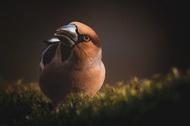 Nieuwsgierige appelvink van ramona stoker