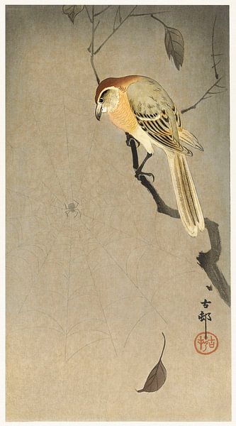 Pie-grièche à ailes de buffle et araignée (1900 - 1930) par Ohara Koson par Studio POPPY