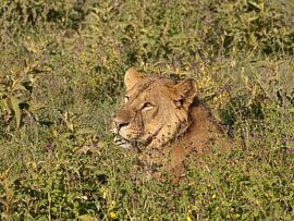 Zonnende Leeuwin by Sylvia Weenink