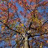 Ahorn (Acer ), buntes Herbstlaub an einem Ahornbaum, Deutschland von Torsten Krüger