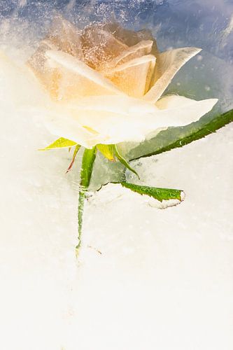 White rose in ice 2