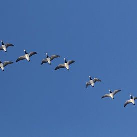 fly away by Yvonne Blokland