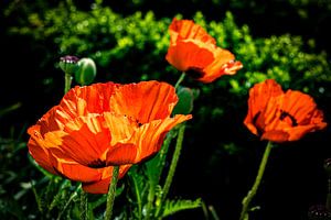 Klatschmohn