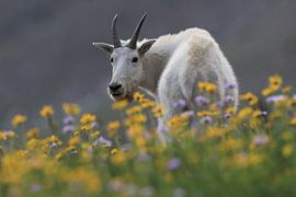 Sneeuwgeit (Oreamnos americanus), Glacier National Park, Montana, USA