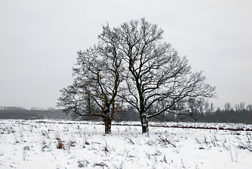 paysage hivernal par Ghislain Decoster