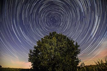 Sterrensporen boven oude eik