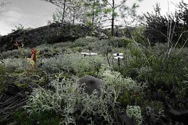 Fairytale von mario proeter