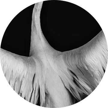 Gracieus fine art Vleugels van een Pelikaan