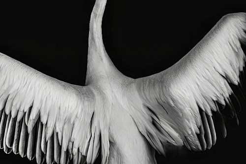 Gracieus fine art Vleugels van een Pelikaan