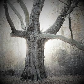 Fairy Tale Tree by Ronald Smits