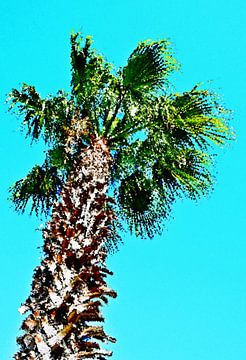 grote palmboom afdruk van Werner Lehmann