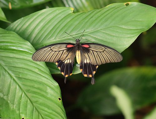 Grote Mormon van Matthias Brix