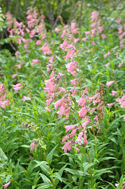 Pentstemon „Hidcote Pink“ von Richard Wareham