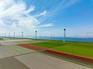 Tulpen auf landwirtschaftlichen Feldern mit Windrädern im Hintergrund