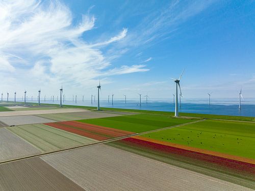Tulpen in landbouwvelden met windturbines op de achtergrond