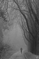 Dans le brouillard