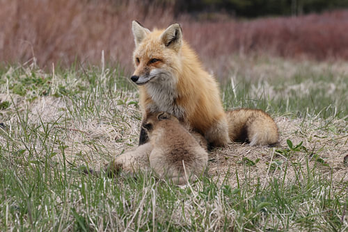 Een rode vos (Vulpes vulpes) die haar jongen zoogt, Newfoundland, Canada.