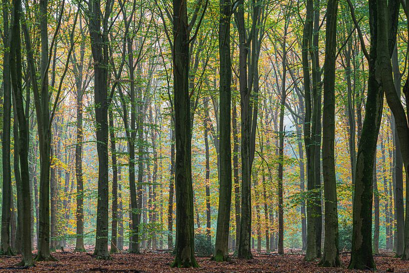 Herbstwald auf der Veluwe von Adri Klaassen