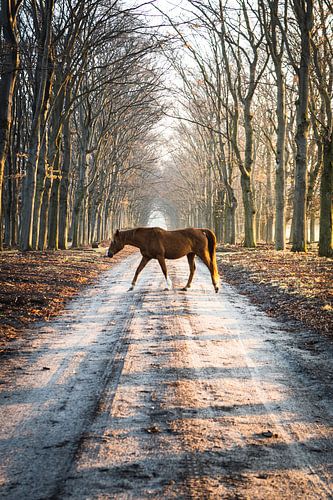 Paard op het pad