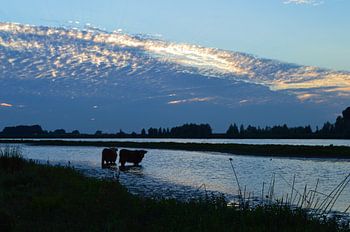 Schotse Hooglanders in natuurwater 
