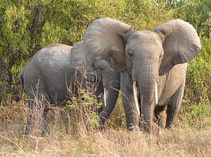 Éléphant en colère avec son petit dans le parc national Queen Elizabeth, en Ouganda