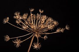 Getrockneter Bärenklau vor schwarzem Hintergrund von Mayra Fotografie