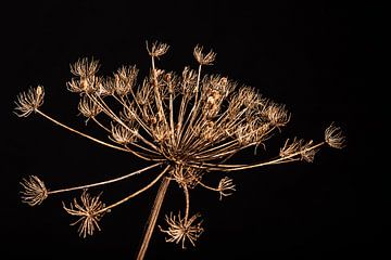 Dried hogweed against black background by Mayra Fotografie