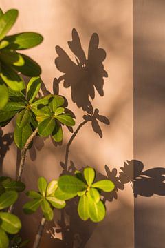 plante verte donnant de l'ombre sur un mur beige rose | Brésil | photographie de voyage sur Lisa Bocarren